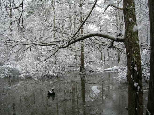 snow-coating-the-trees-over-water
